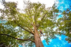 Best Commercial Tree Services  in Houston, TX