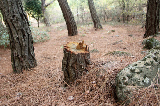 How Our Tree Care Process Works  in  Houston, TX