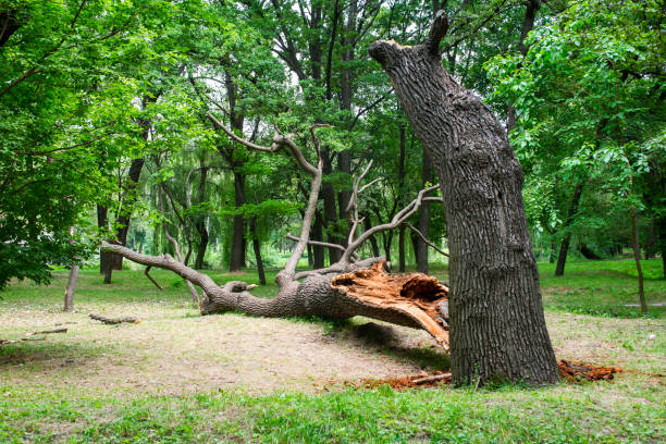 Best Storm Damage Tree Cleanup  in Houston, TX