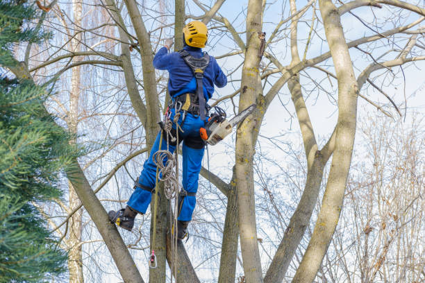 Best Pest Control for Lawns  in Houston, TX