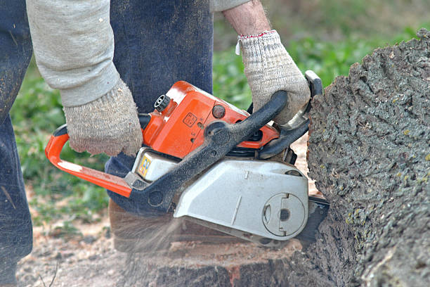 Best Hedge Trimming  in Houston, TX