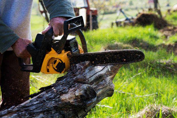 Trusted Houston, TX Tree Care Experts