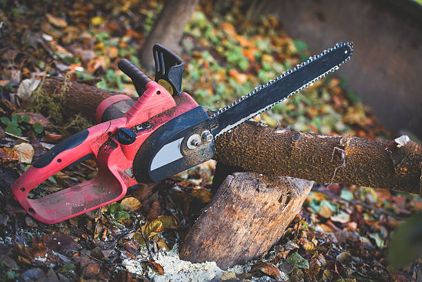 Best Tree Removal  in Houston, TX